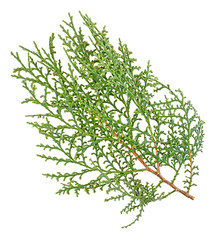 Green arborvitae branch isolated on the white background. Thuja branch.
