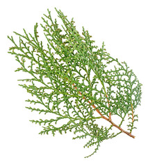 Obraz premium Green arborvitae branch isolated on the white background. Thuja branch.