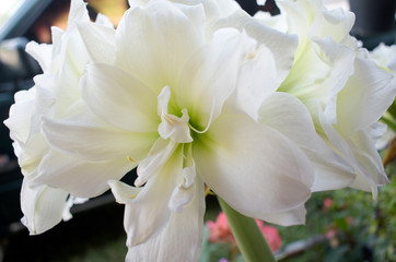 Fototapeta na wymiar White flowers bloom, green leaves on a blurred background in the garden.