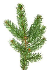 Fir tree branch isolated on white background. Pine branch. Christmas tree.