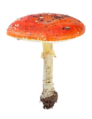 Mushroom Amanita Muscaria isolated on white background