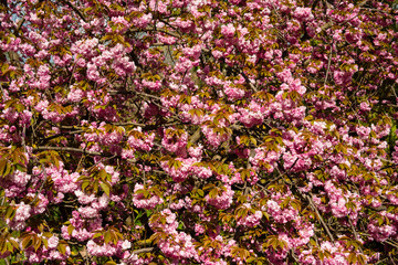 Obraz premium Spring cherry tree blossom