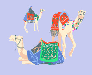 egyptian camel decorated with bright carpets and ornaments