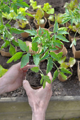 gardener hand holding a tomato seedling ready to be planted in garden