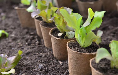 lettuce seedling growing in a peat pot and ready to be planted in garden