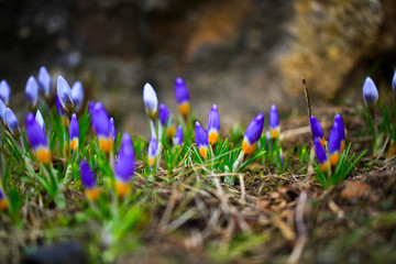 Crocus (plural: crocuses or croci) is a genus of flowering plants in the iris family. Flowers close-up on a blurred natural background. The first spring flower in the garden