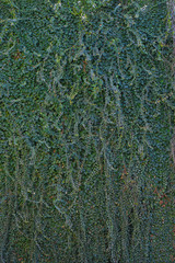 Creeper ivy leaves background. Climber plant climbing on wall.