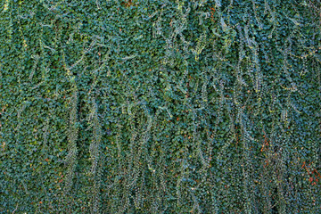 Creeper ivy leaves background. Climber plant climbing on wall.