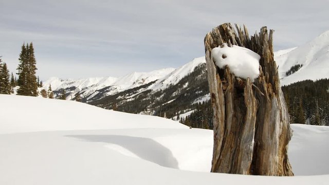 Snow melting on dead tree stump in Silverton Colorado Red Mountain 