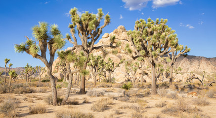 Fototapeta premium Joshua Tree National Park in California, USA