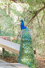 Obraz premium Peacock sitting in the forest