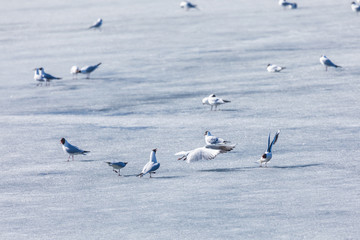 The scene of gulls' market during the mating season on the spring ice of the river or the lake in the city park in the clear sunny day