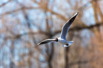 The alone flying gull or mew in the spring sunny day in the city park on the background of the river or lake ice