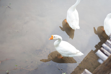 white goose find eating in pond - 260011714