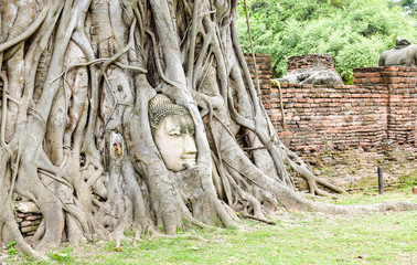 Head of buddha statue in the tree