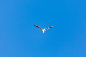 The alone flying gull or mew in the spring sunny day in the city park on the background of the clear blue sky