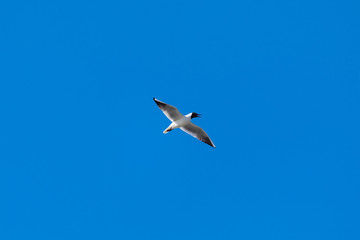 The alone flying gull or mew in the spring sunny day in the city park on the background of the clear blue sky