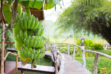 bunch of green raw bananas in the wooden bridge garden - 260011747