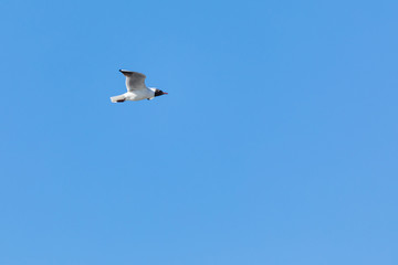 The alone flying gull or mew in the spring sunny day in the city park on the background of the...