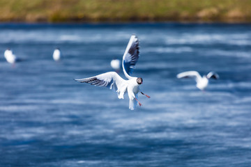 Fototapeta na wymiar The alone flying gull or mew in the spring sunny day in the city park on the background of the river or lake ice