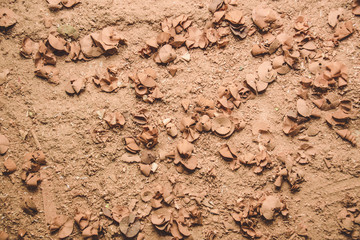 Wood sawdust closeup. Sawdust floor texture. Milling machine. Sawdust texture,