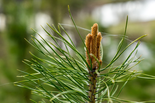 Pine Bud In The Spring