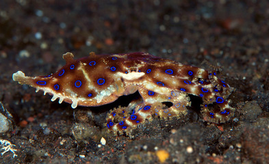 Incredible Underwater World - Hapalochlaena lunulata - Greater blue-ringed octopus. Diving and underwater photography. Tulamben, Bali, Indonesia.