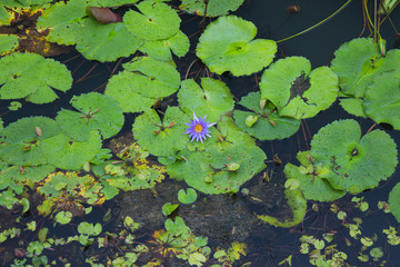 Violet lotus flower - 260012118