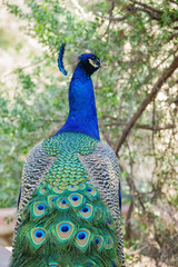 Obraz premium Peacock sitting in the forest