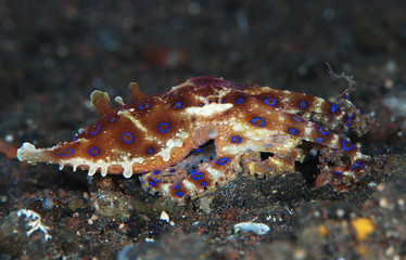 Incredible Underwater World - Hapalochlaena lunulata - Greater blue-ringed octopus. Diving and underwater photography. Tulamben, Bali, Indonesia.