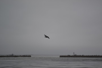 seagull in flight