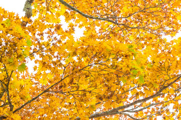 Yellow maple tree leaf on white background