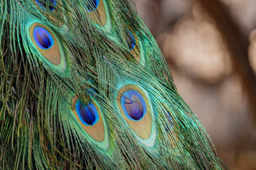 Close up shot of a beautiful peacock fan