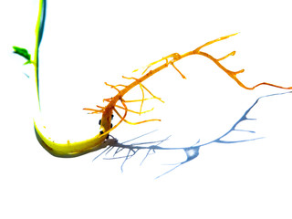 A green bean tree's root with brightly tone photography, isolated on white background and its shadow.