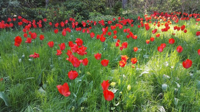 Champ de tulipes dans le parc de Bagatelle, Paris, France