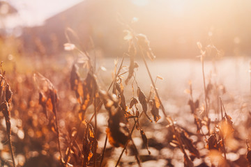 Grassy Sunset