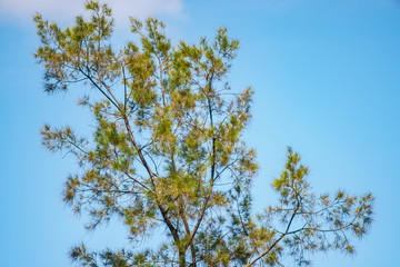 tree and blue sky