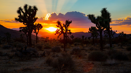 Fototapeta na wymiar Sunset in Joshua Tree National Park, California, USA