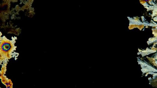 beautiful formation of crystals under the microscope, Paracetamolum solution, the effect of polarization allows you to see different color shades 4K