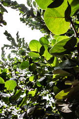 tree with round leaves from indonesia