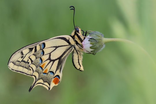 Spettacolare ritratto della farfalla Macaone (Papilio machaon)