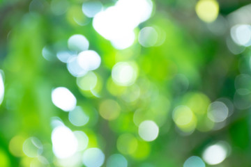 Blurred boken nature tropical jungle as for green background.