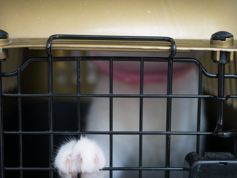 sharp cat nails on travelling cage