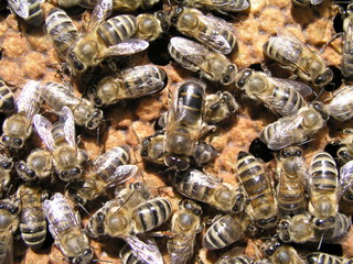 bees crawl around capping brood in brood chamber. newborn on bee wax drawn comb with honey and...