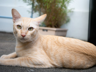 siamese baige color cat relax on ground