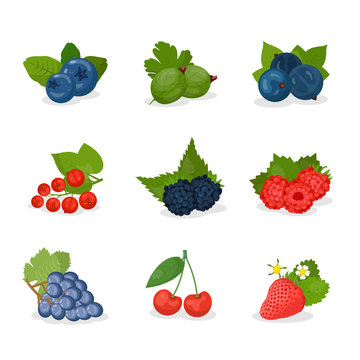 Berries, fruit with names vector illustrations set