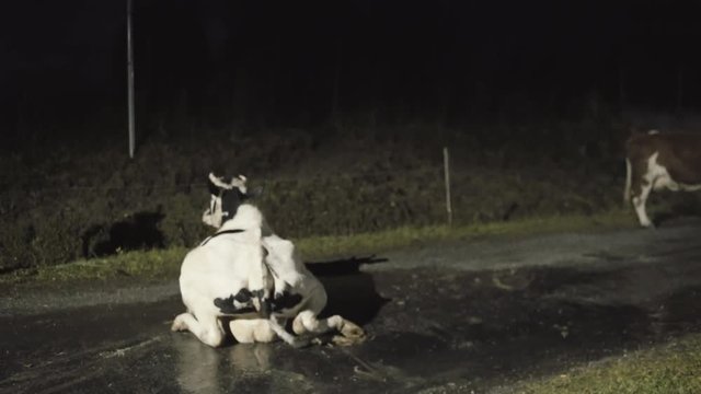Cow on slippery wet road struggles to rise back up, Night