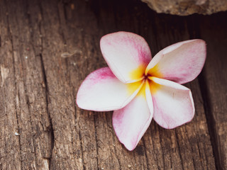Pink Plumeria (Apocynaceae) flower on wood background isolated with clipping .