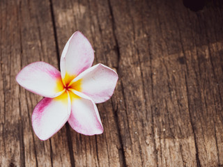 Fototapeta na wymiar Pink Plumeria (Apocynaceae) flower on wood background isolated with clipping