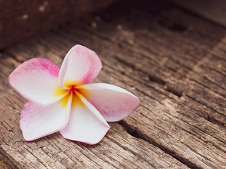 Fototapeta na wymiar Pink Plumeria (Apocynaceae) flower on wood background isolated with clipping .